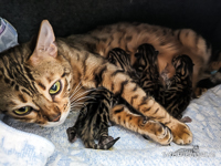 Bengalkatzen Chemnitz